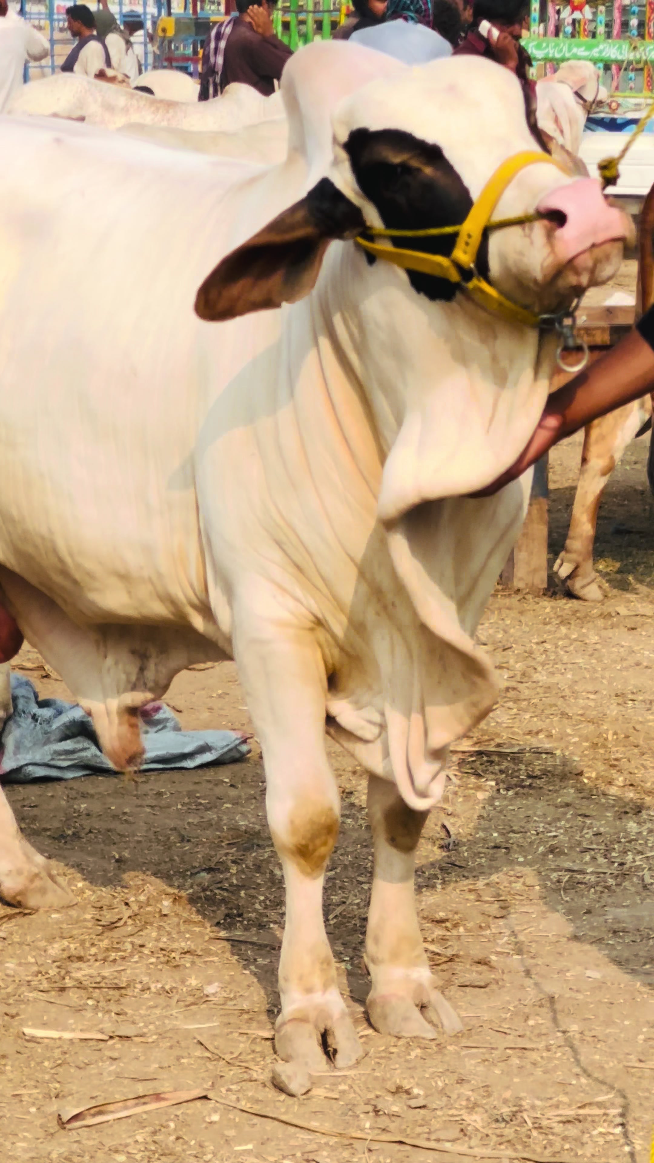 @Raza cattle farm 786