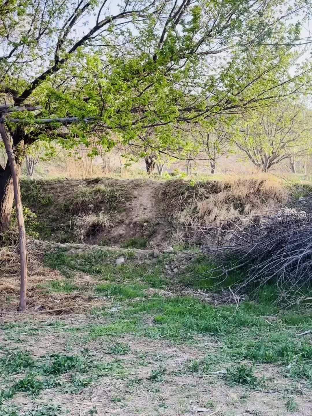 @Orangzaib👑