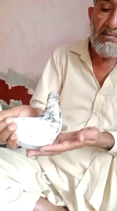 @peer ramzan Shah 17