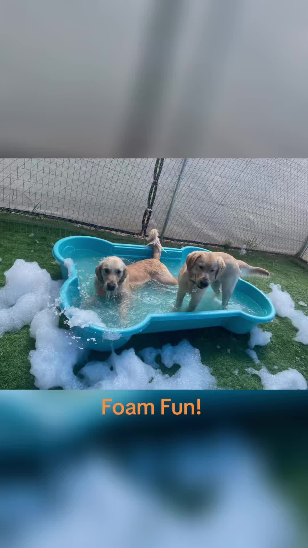 @Hound Housing Doggie Daycare