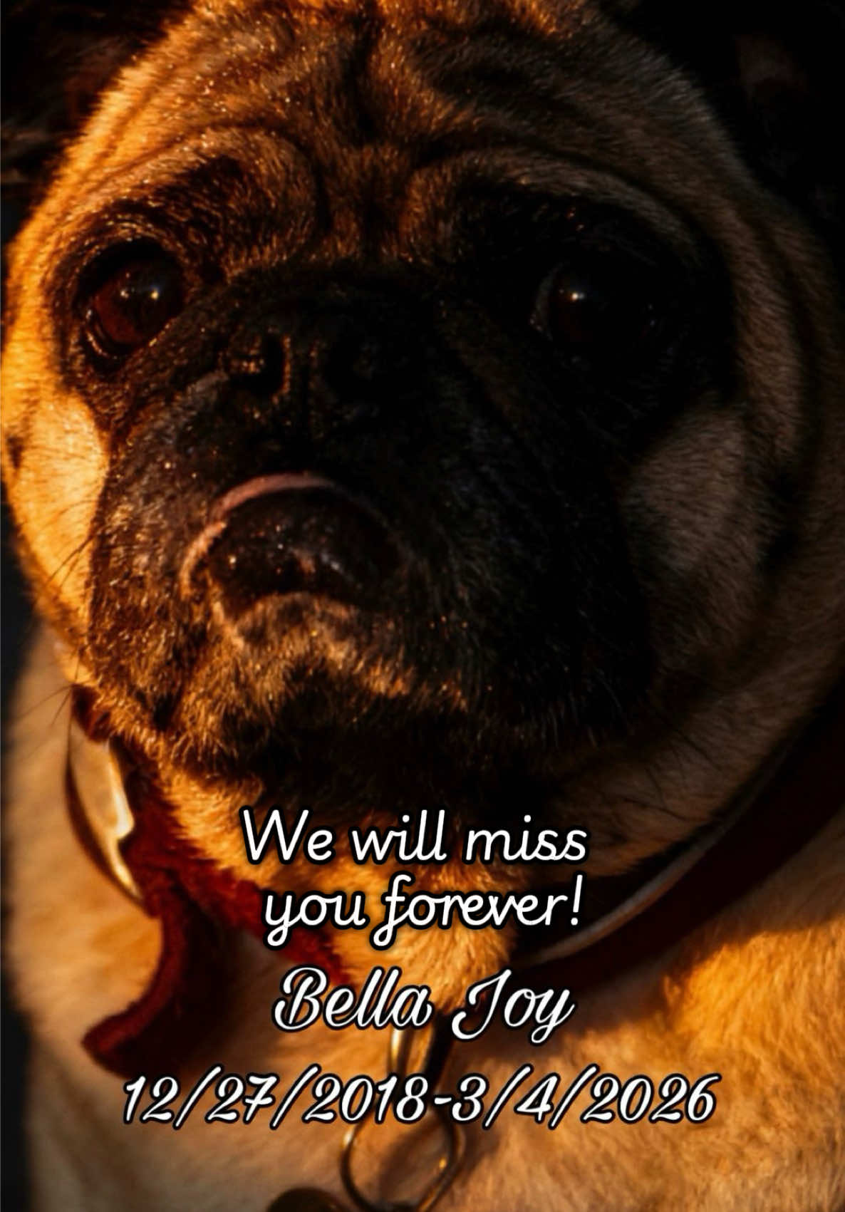@The Stewart Pugs Plus Mom