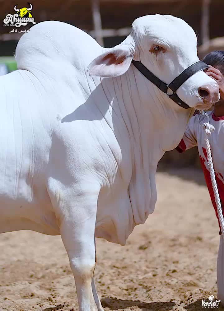 @Ahyaan cattle farm