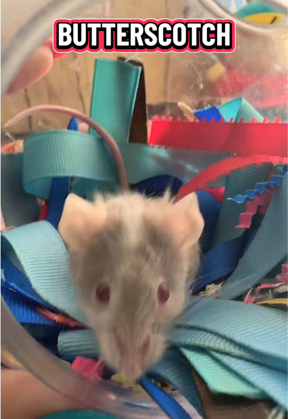 @lookatmyrodents