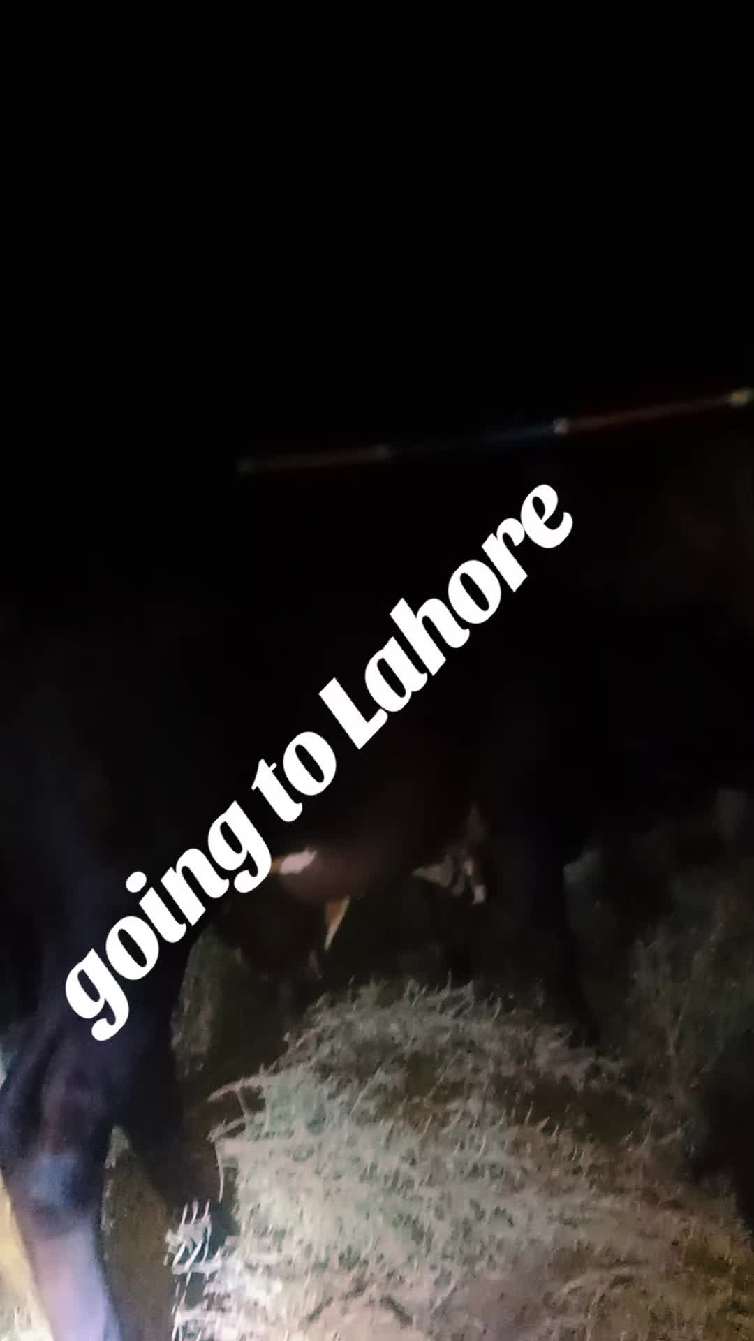 @mazhar Iqbal layyah wal