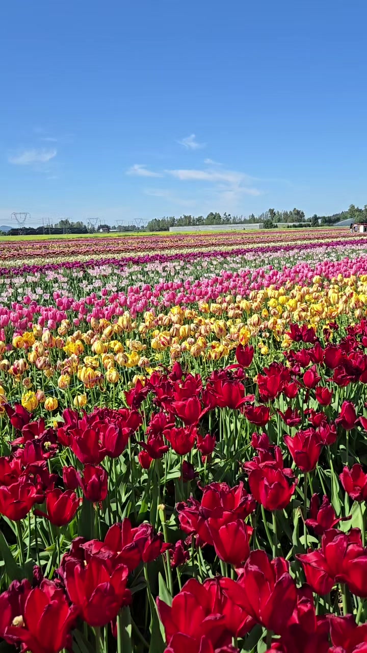 @Laren