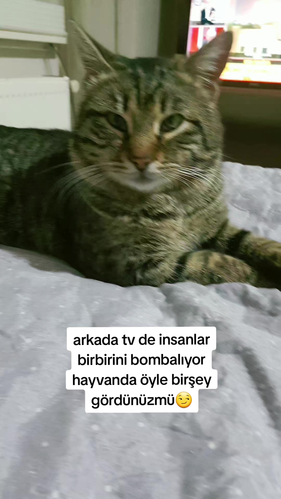 @kuzey