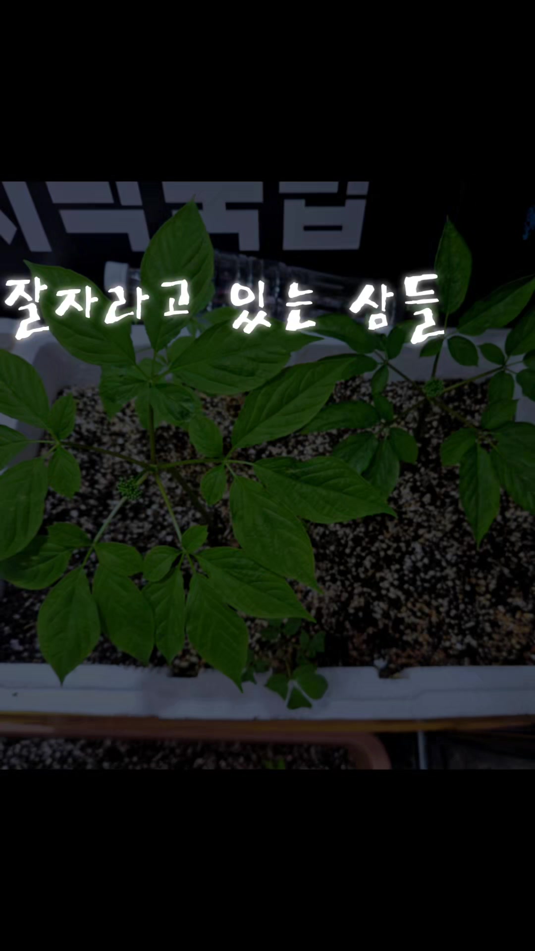@🦜막끌리네🦜