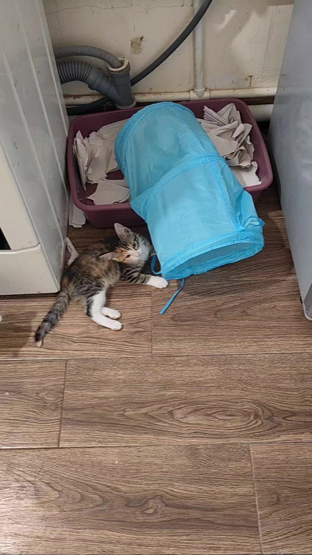 @CAToo Cat Rescue Armenia