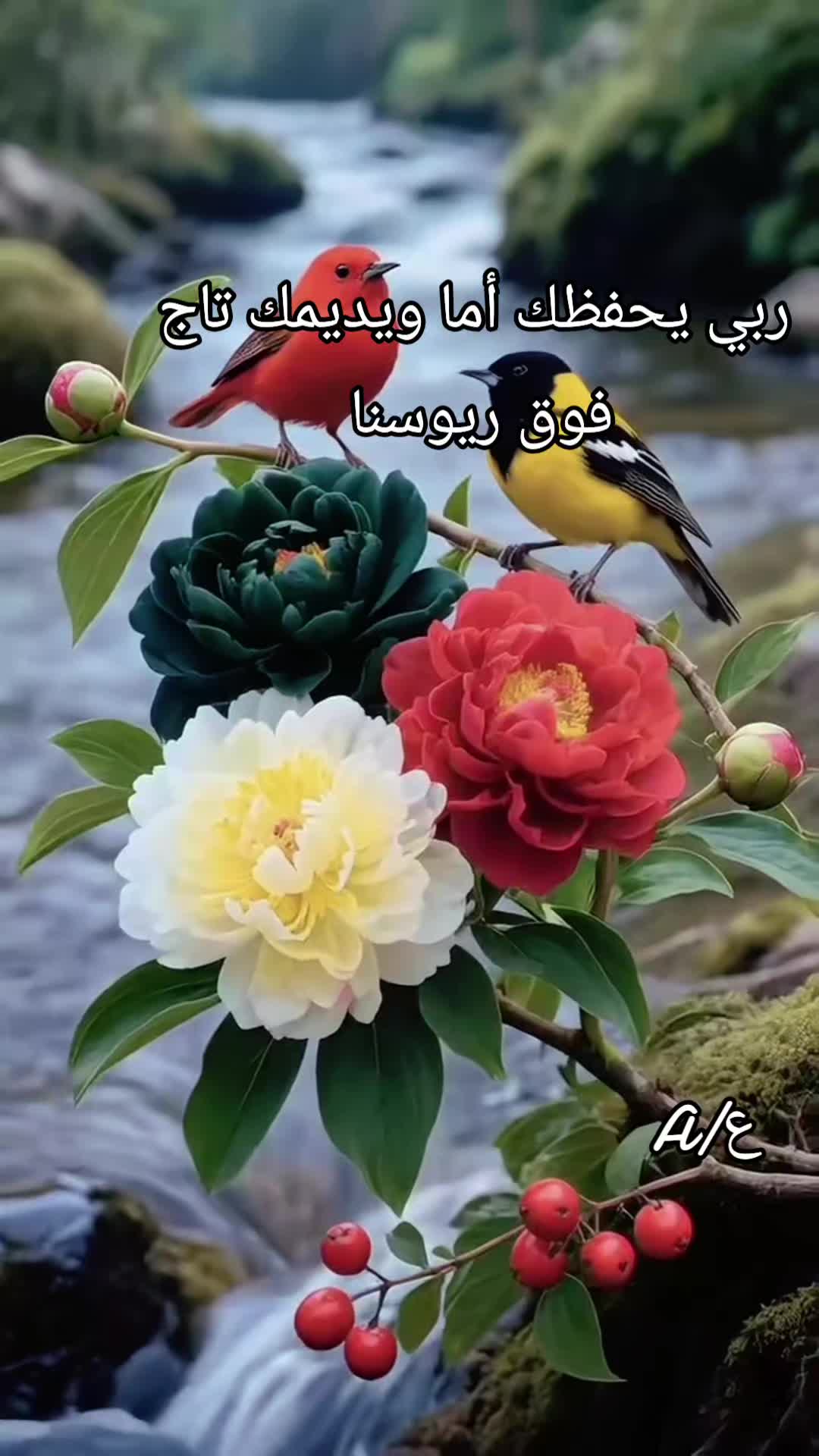 @اسيل عائشة