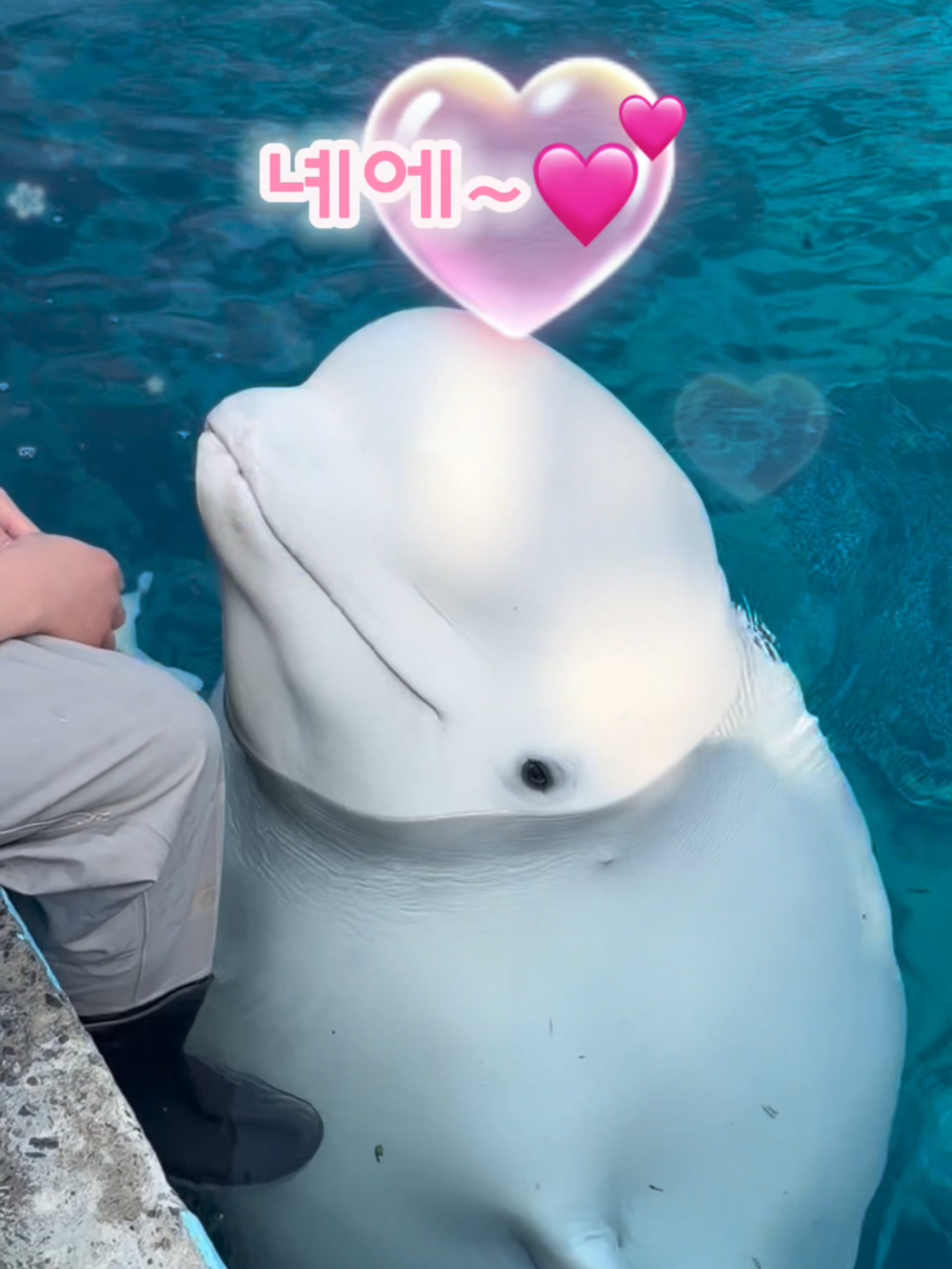 @DolphinTok