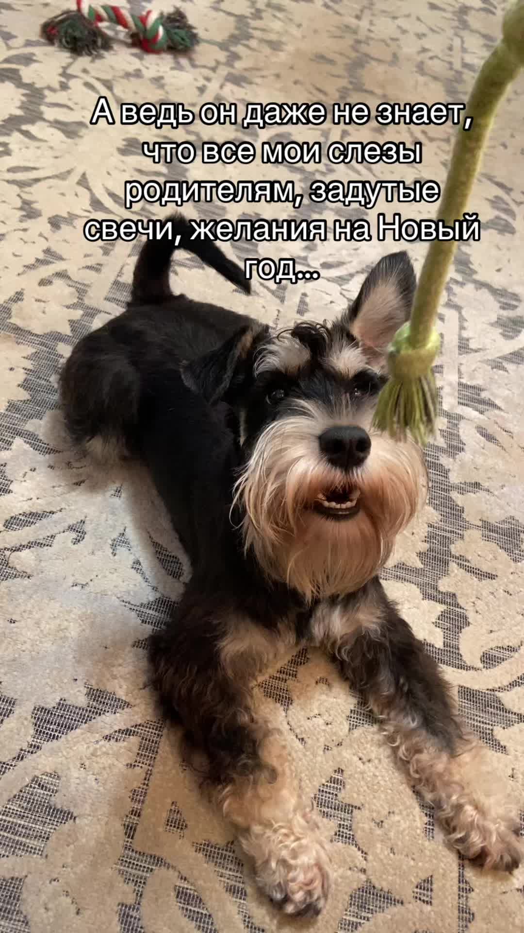 @🌻semechka🌻