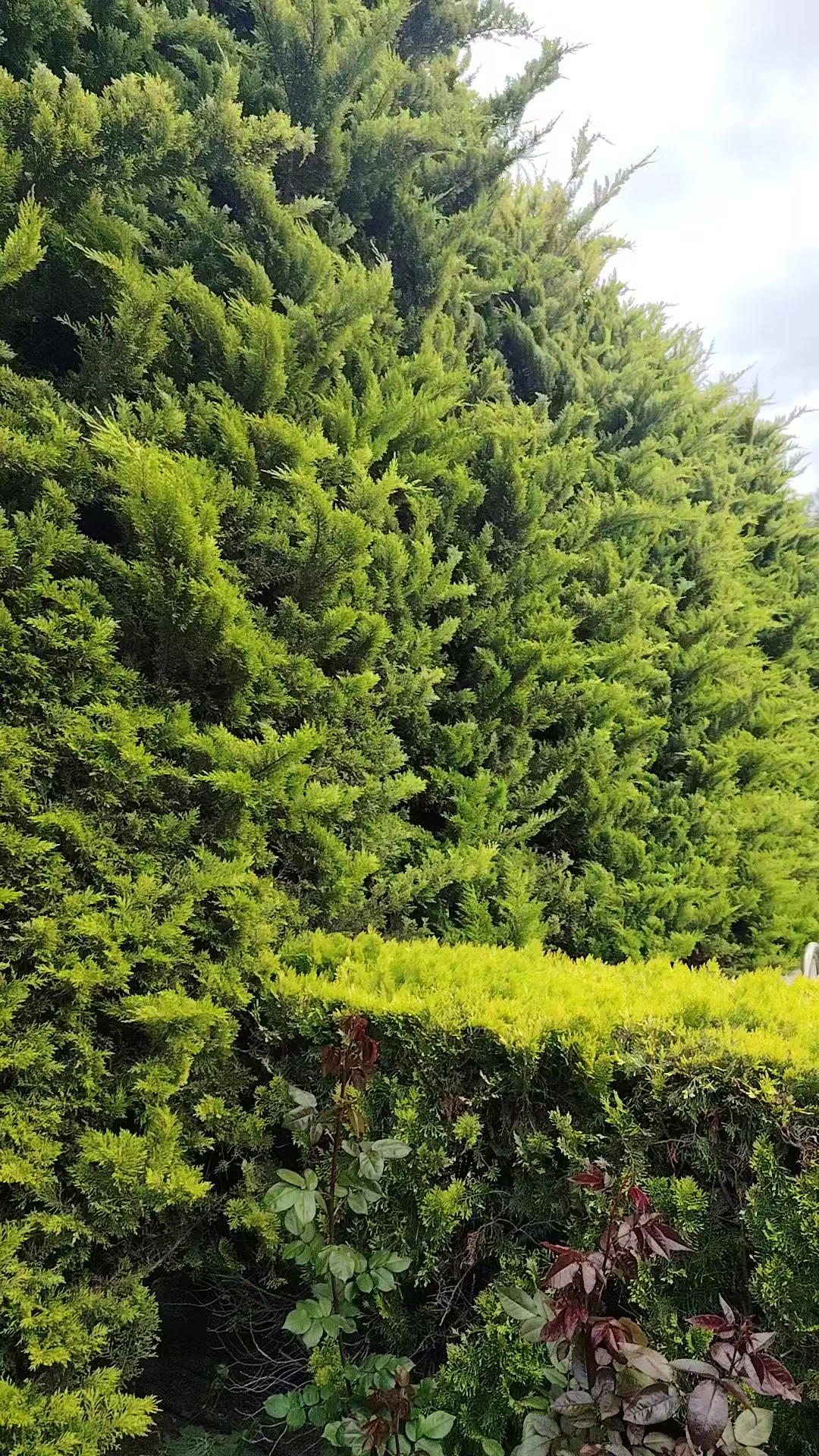 @Bağban