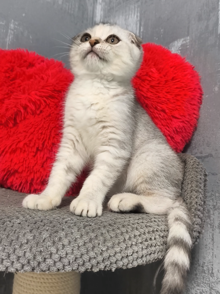 @Кошенята шотландські 😻