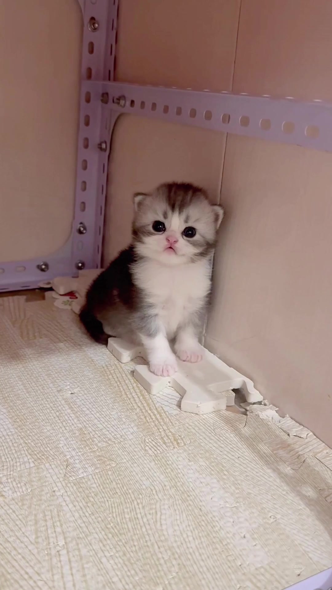@catbosssss