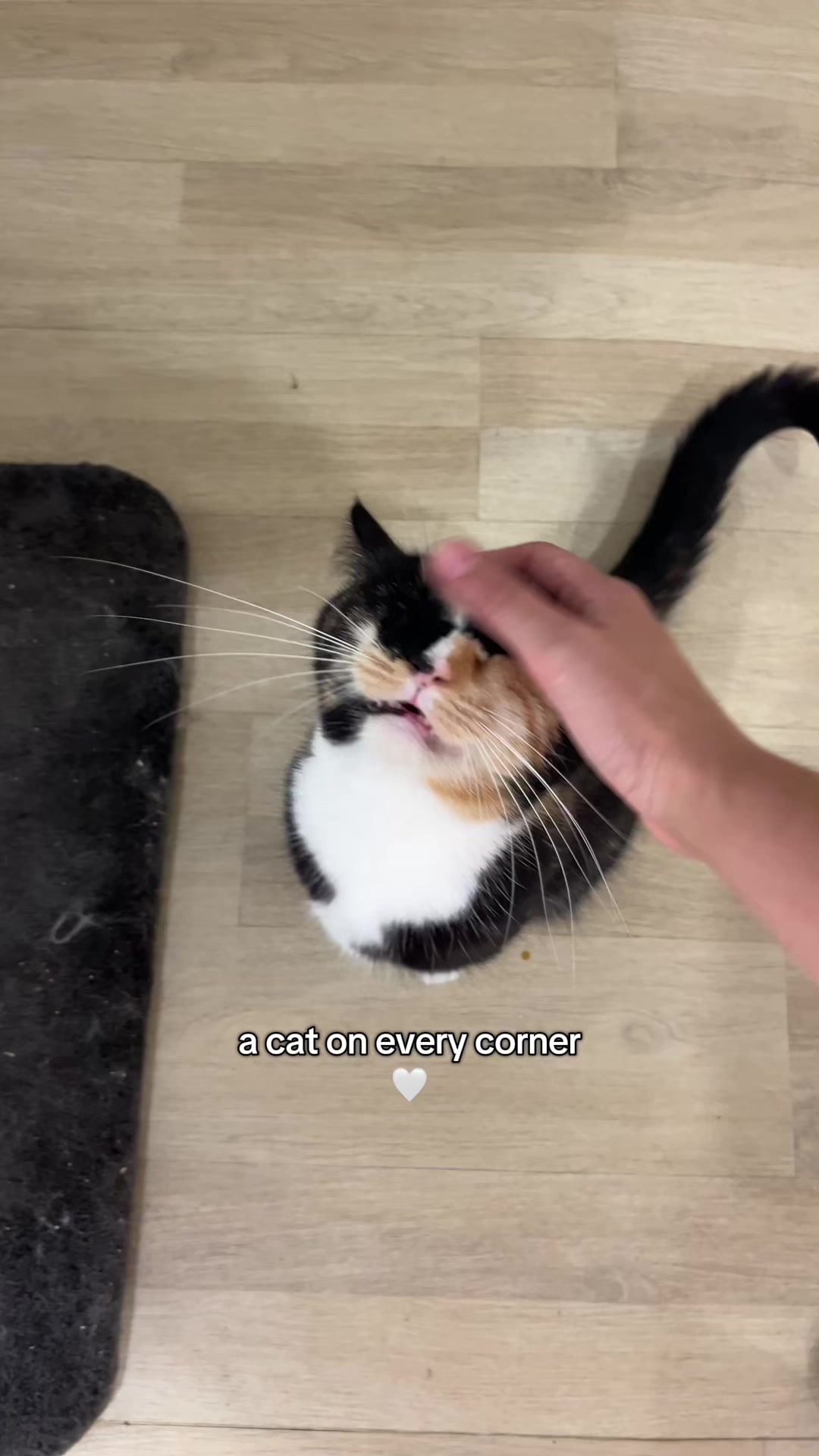 @crazycatcafe