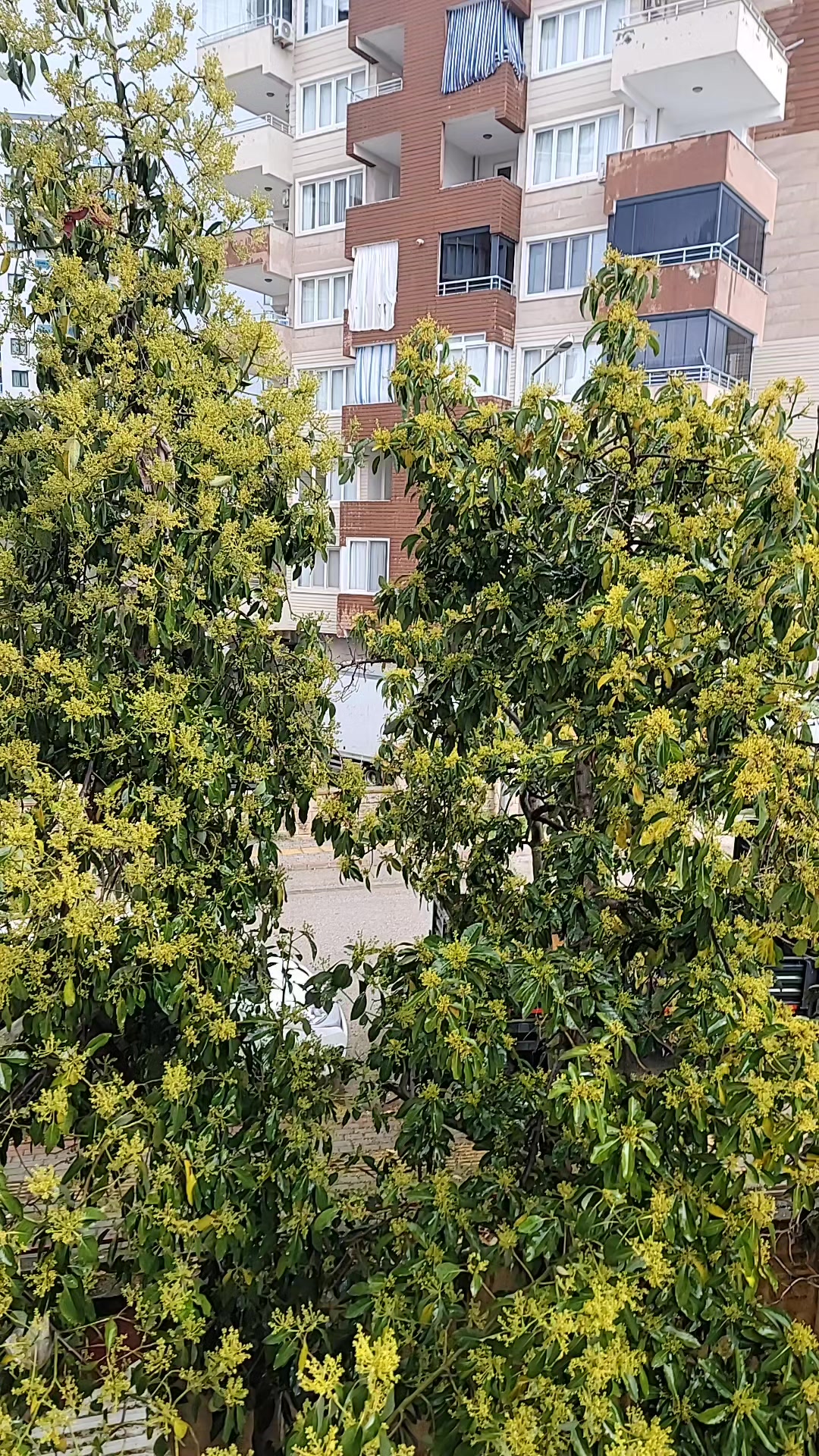 @محمود بدر