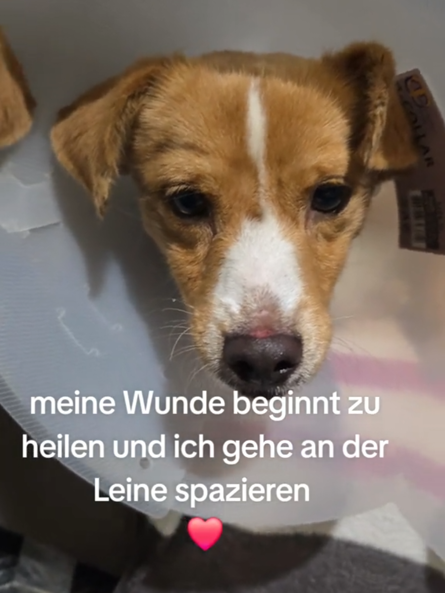 @ShelterBande