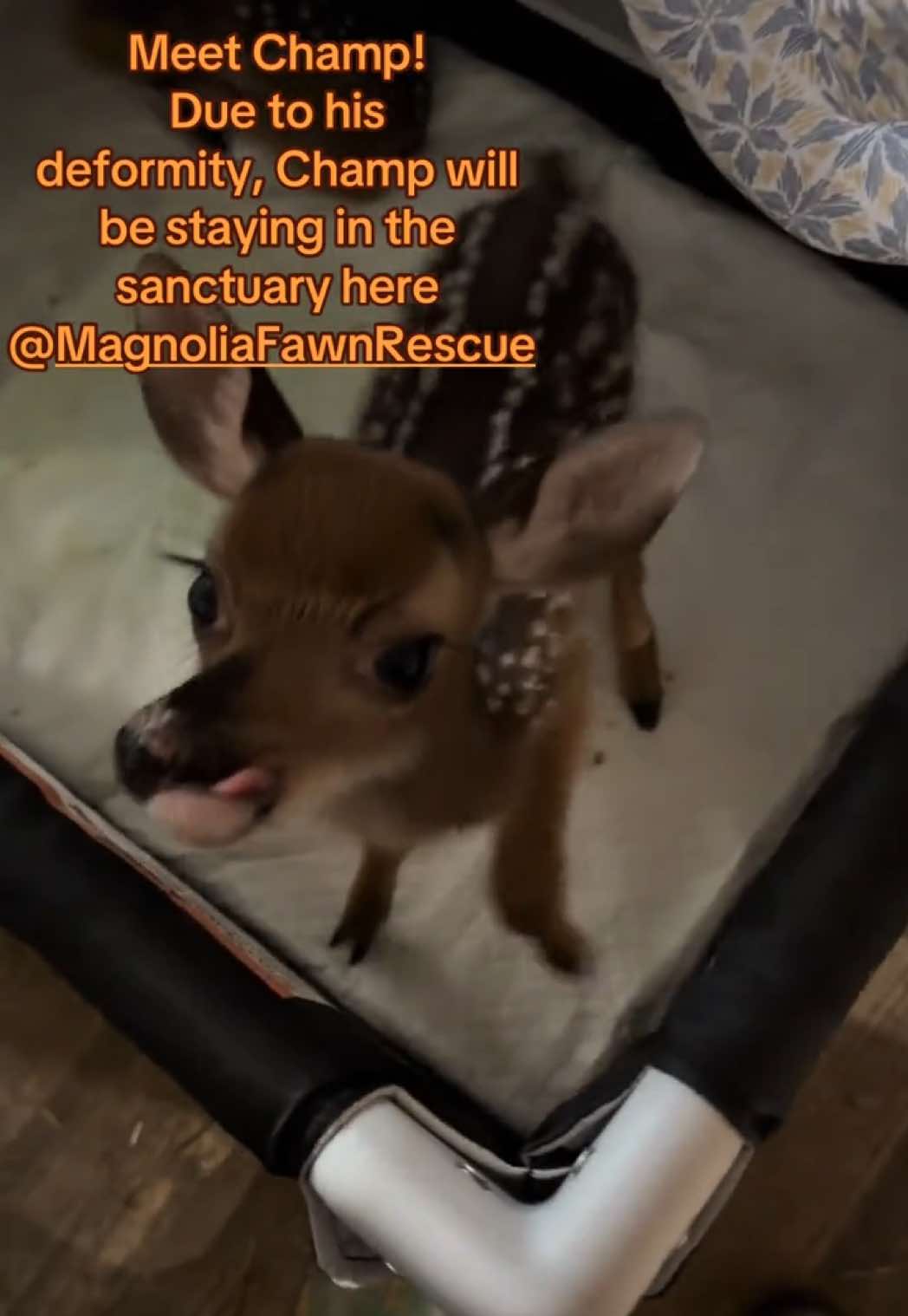 @Laurynnico