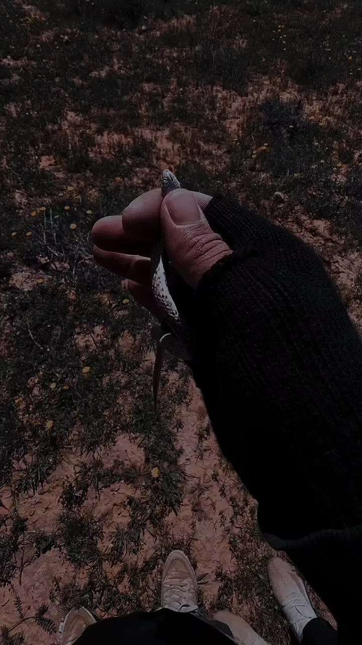 @سعود_ القحطاني