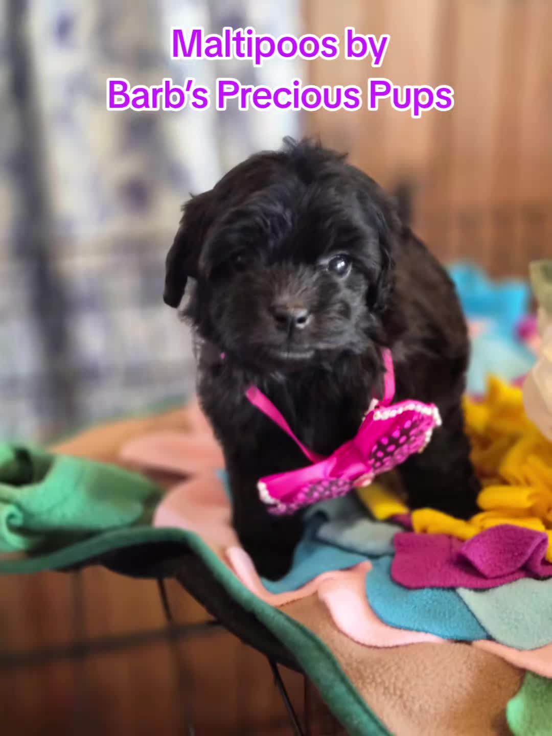 @Barb's Precious Pups