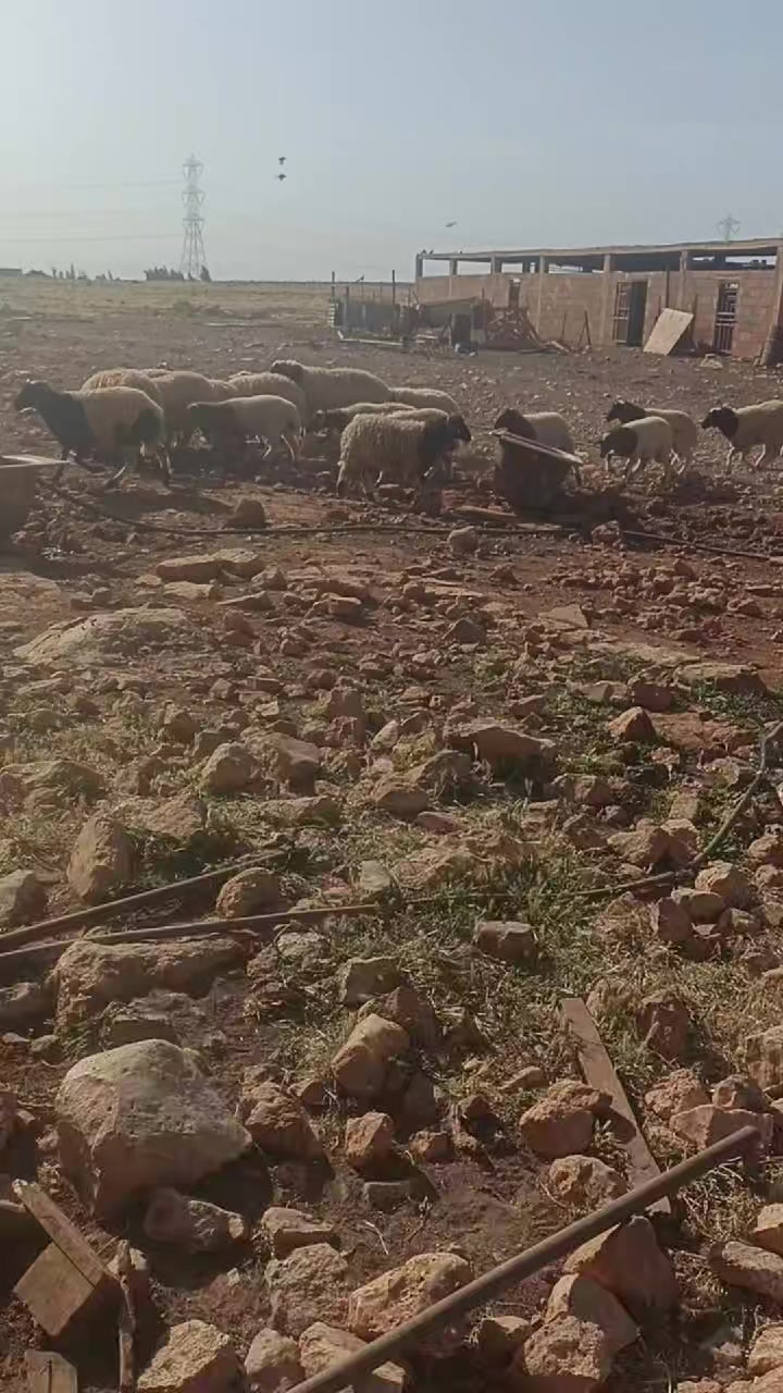 @الزعيم