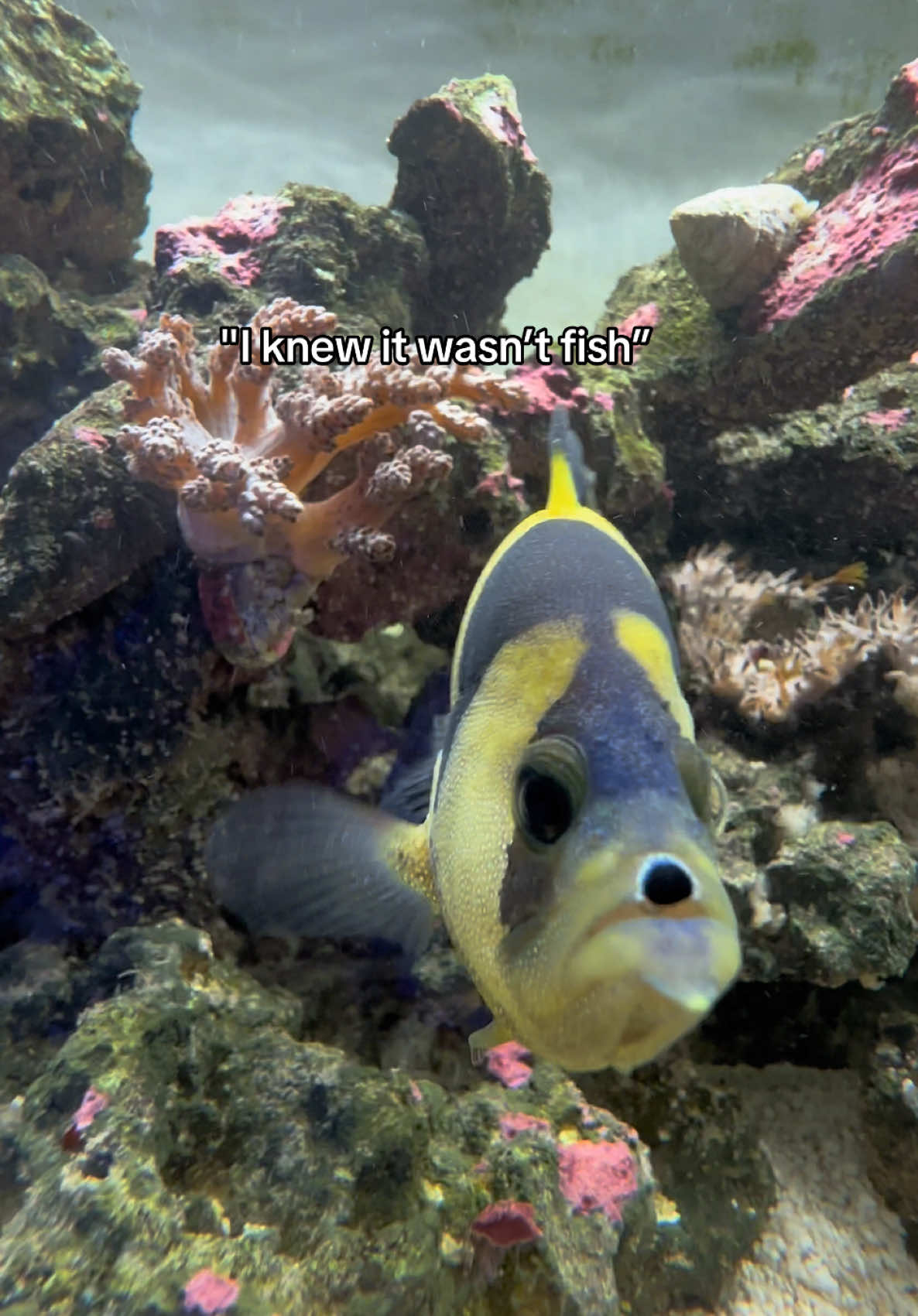 @ReefSync