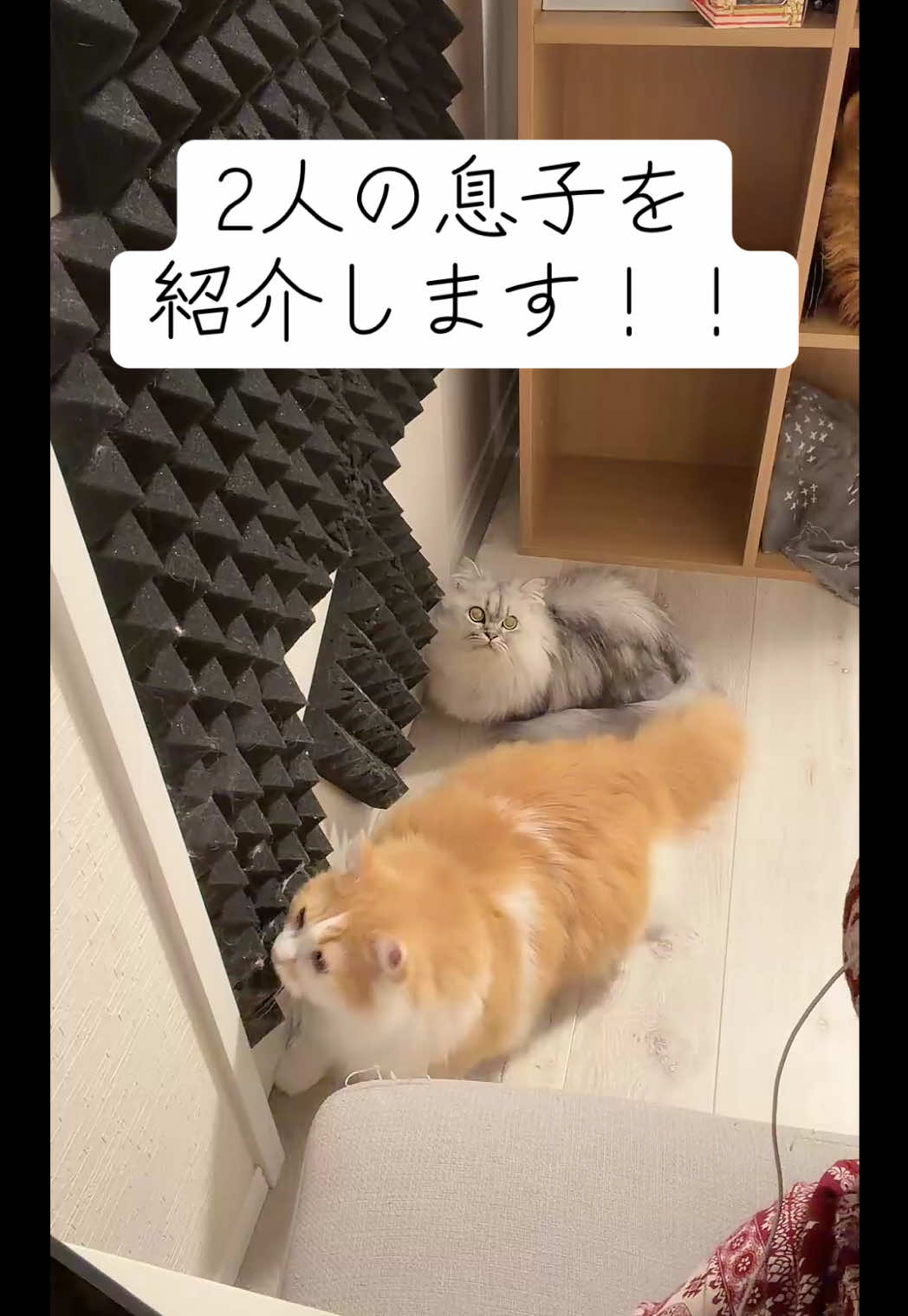 @神楽あや🐱🍺