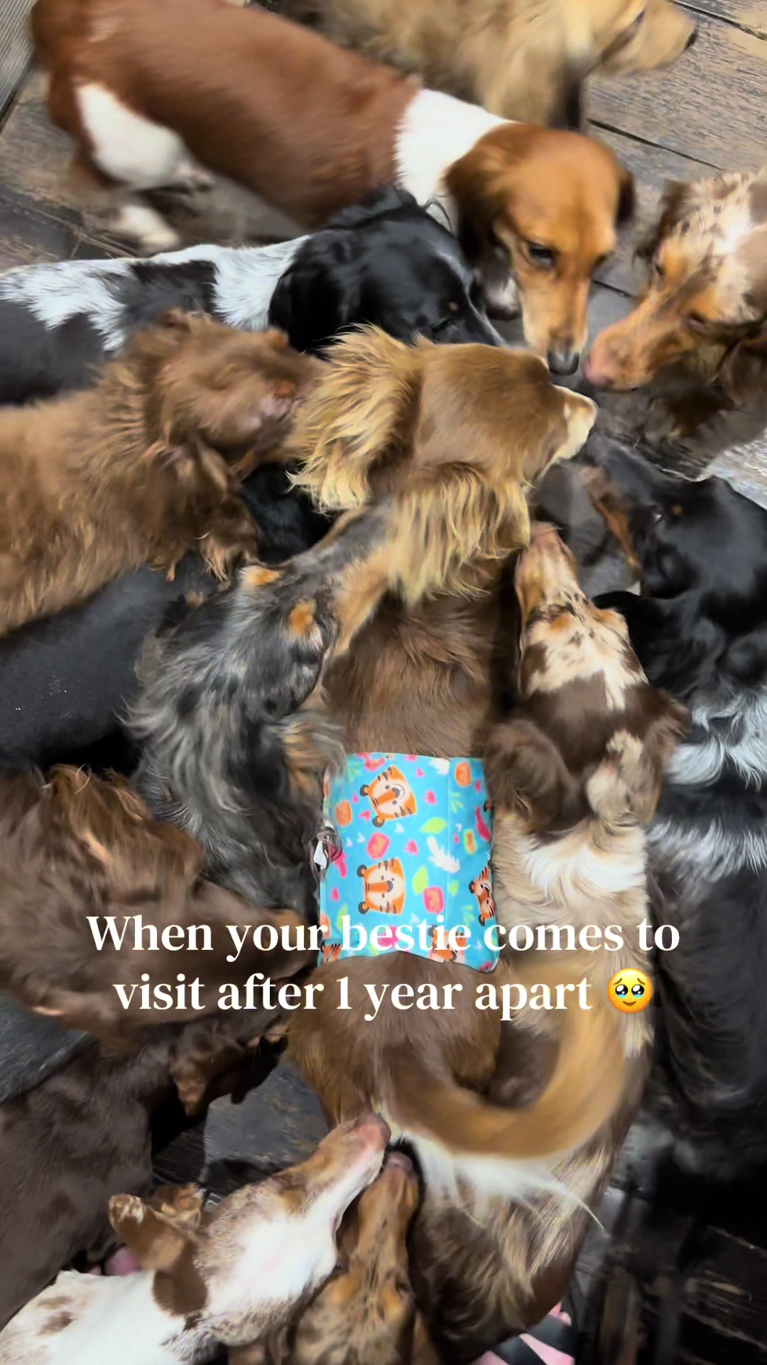 @ONATAH Dachshunds