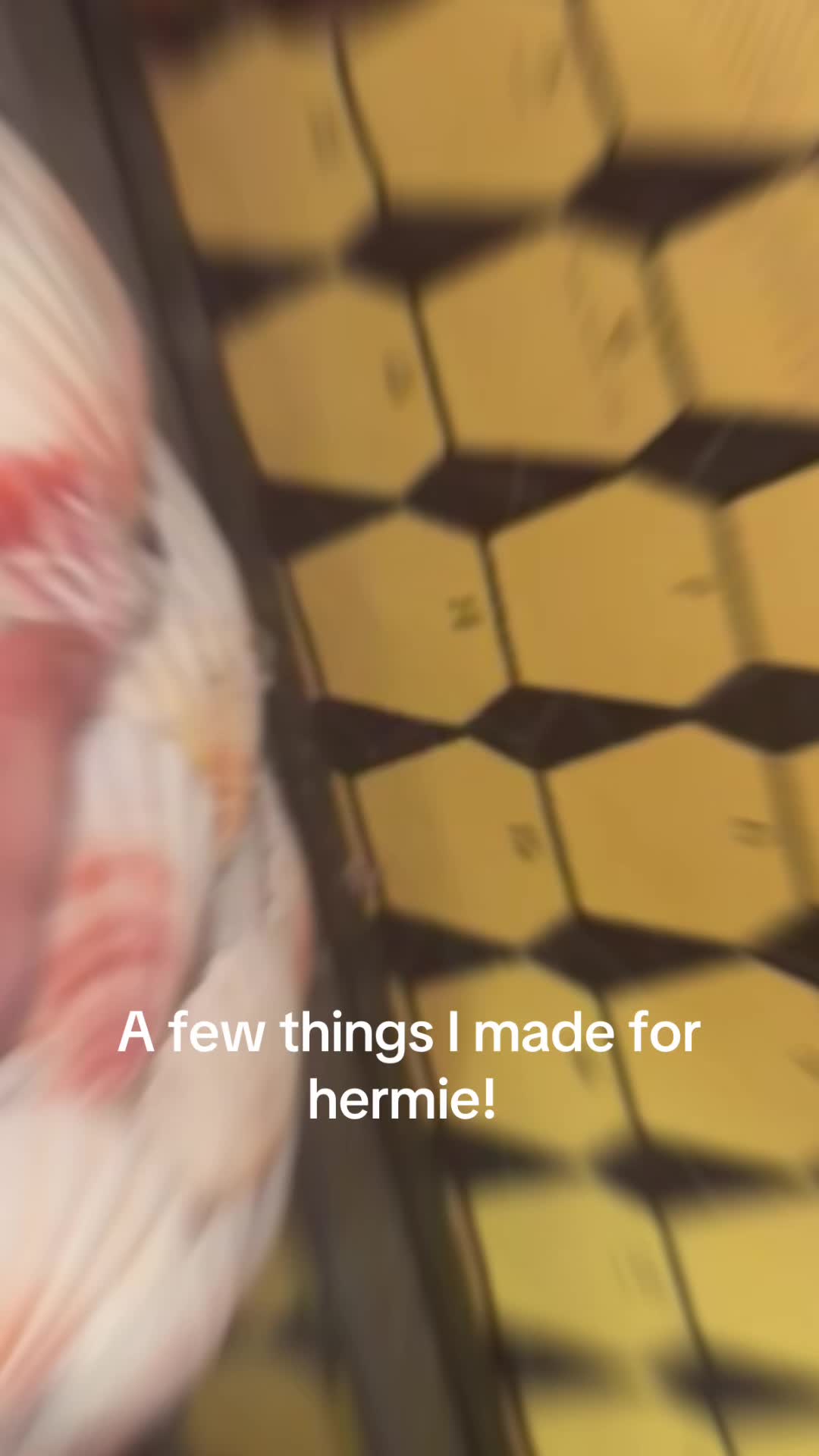 @hermie the hermit crab