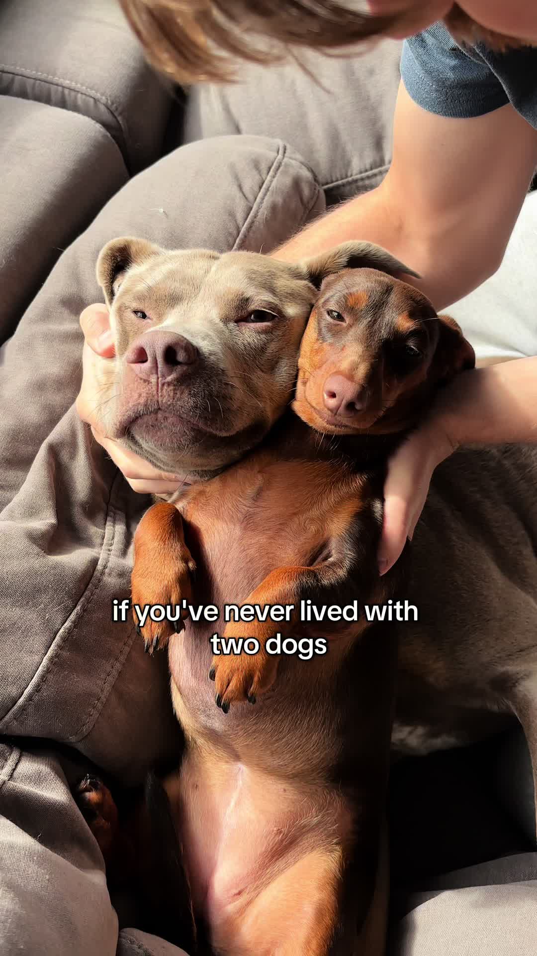 @rhubarb the doggo