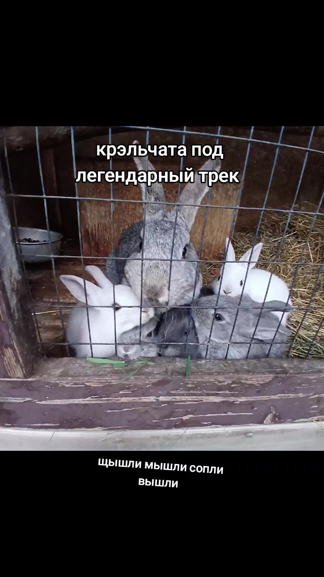 @кабачковый оладушек