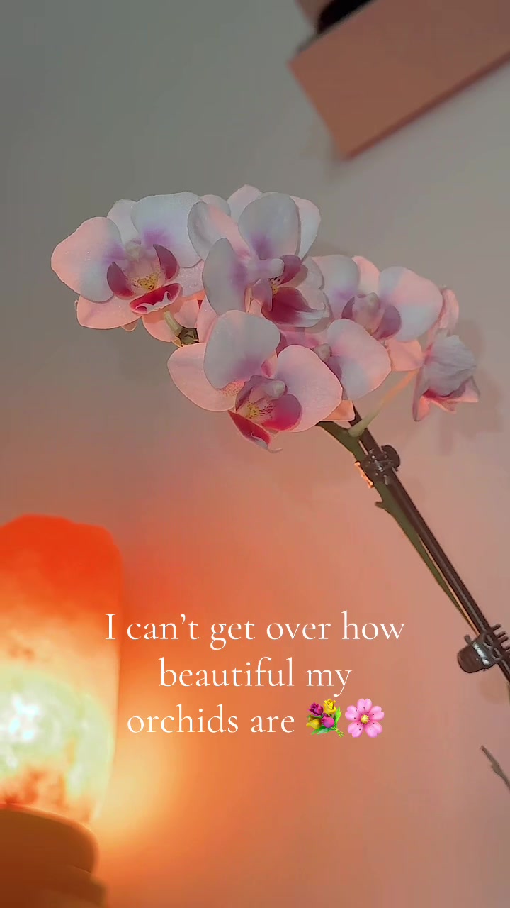 @MEGATRON