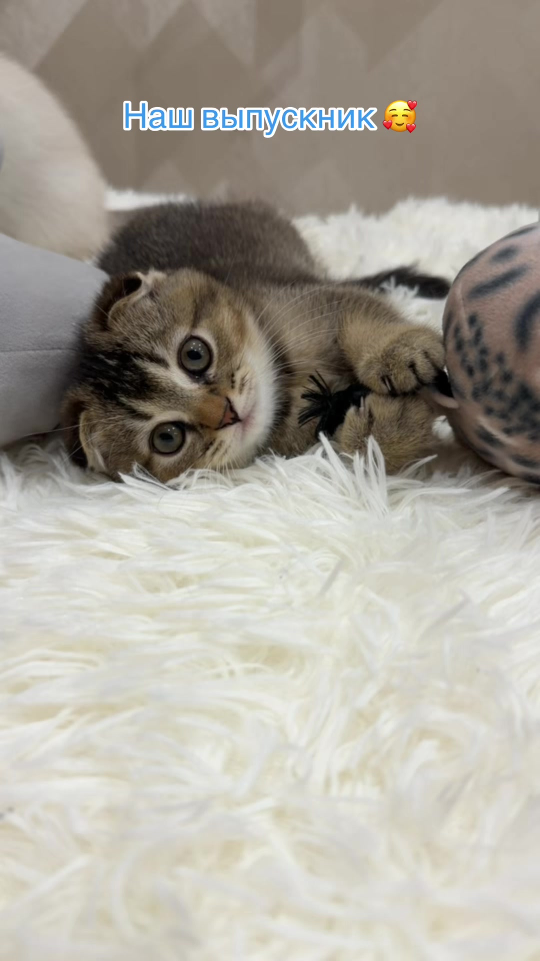 @Cat&Kittens