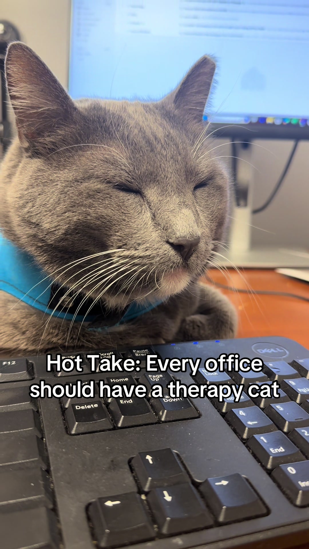 @Therapy Cat Roger & Family