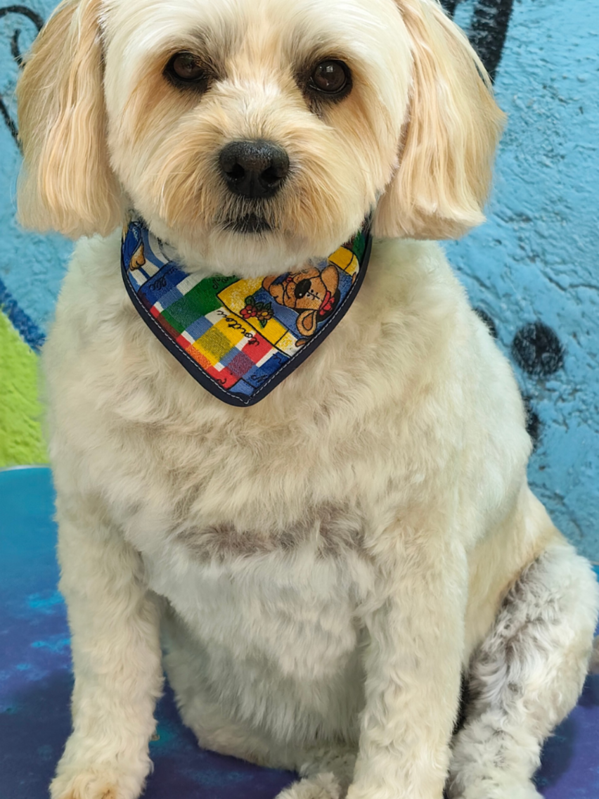@💈🐾DOG GROOMER🐾💈