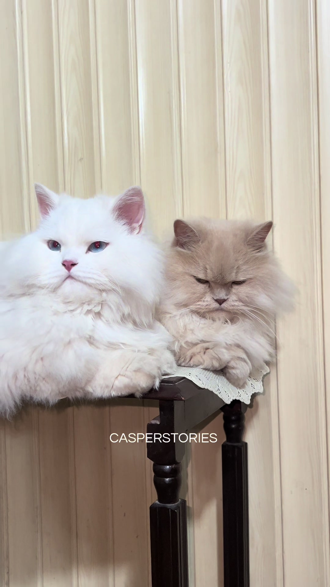 @𝑪𝒂𝒔𝒑𝒆𝒓 & 𝑴𝒊𝒏𝒏𝒊𝒆 🐾