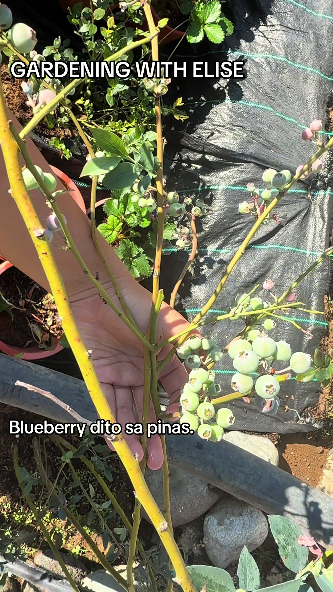 @Gardening with ELISE