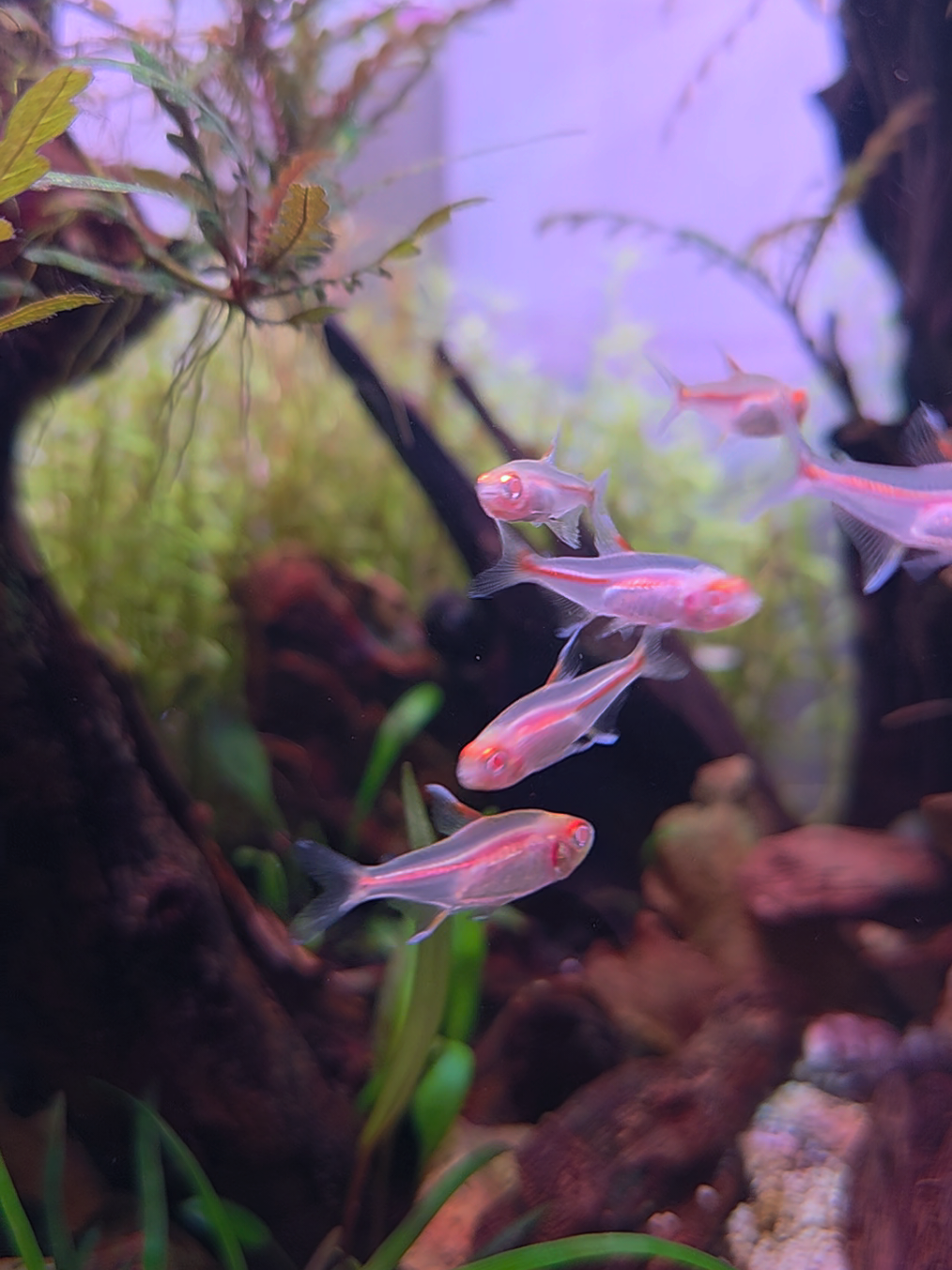 @Ace Aquascape