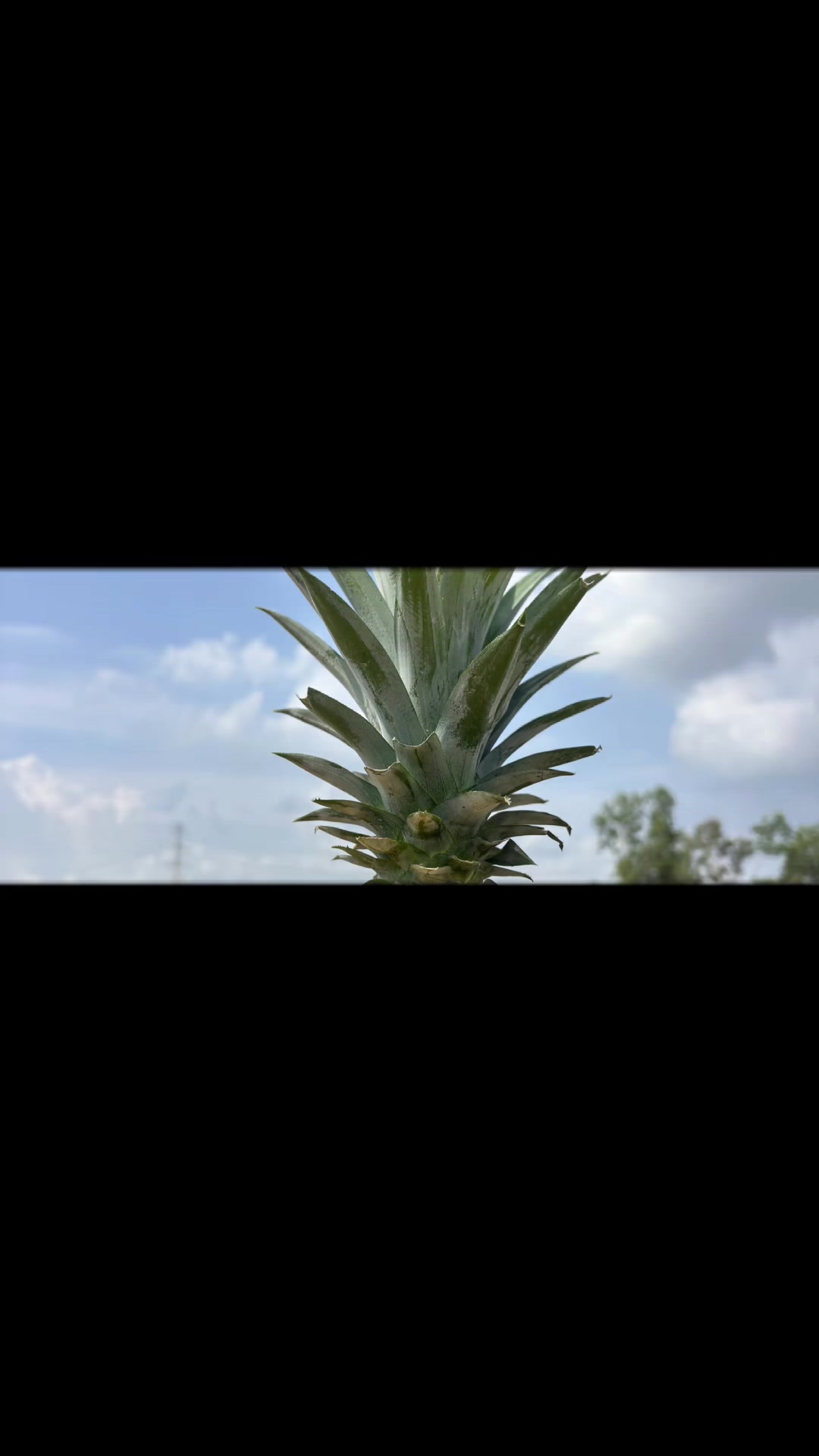 @🌻แม่แก้วของปูนปั้นกะปลาวาฬ🌻
