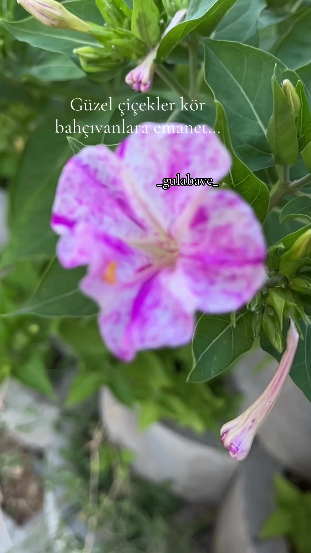 @gulabavi