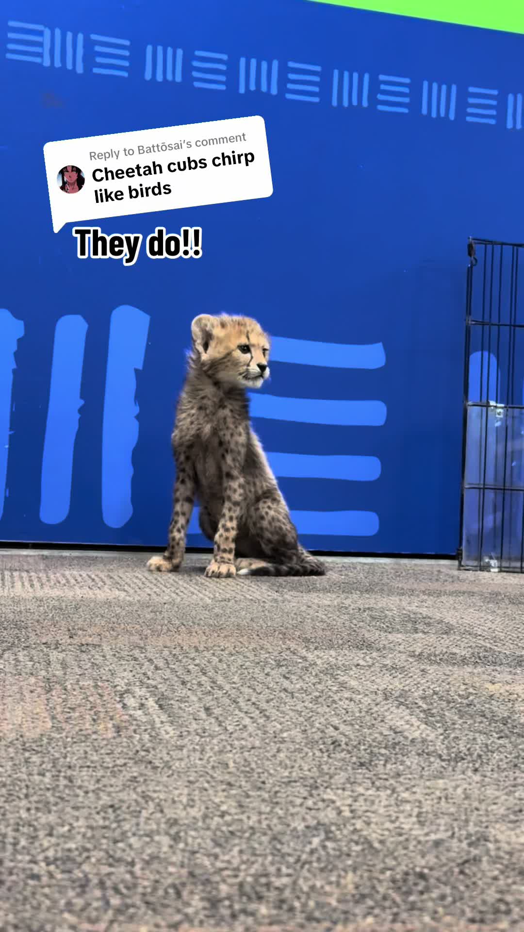 @Zookeeper Jawnie