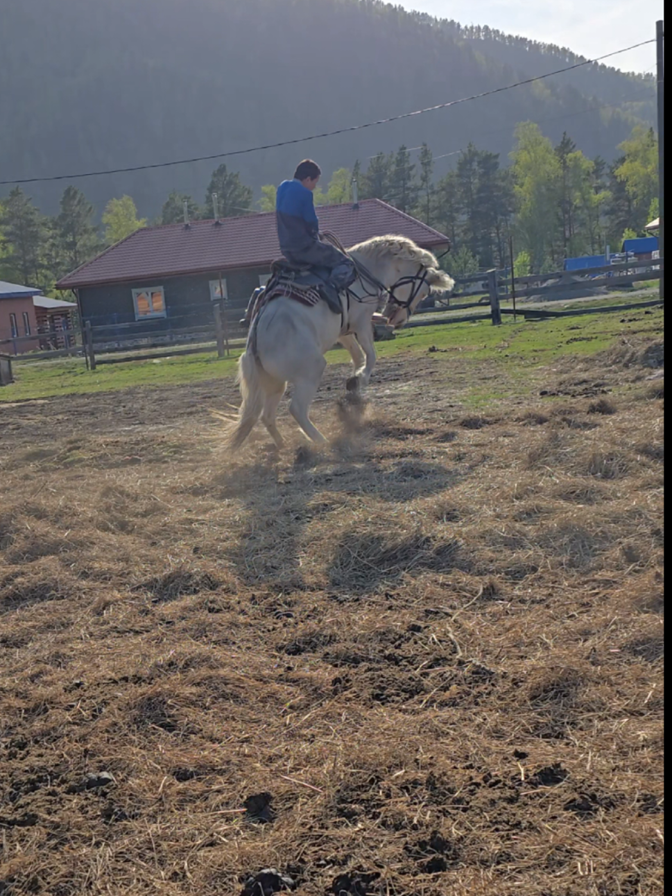 @tg: altaihorses