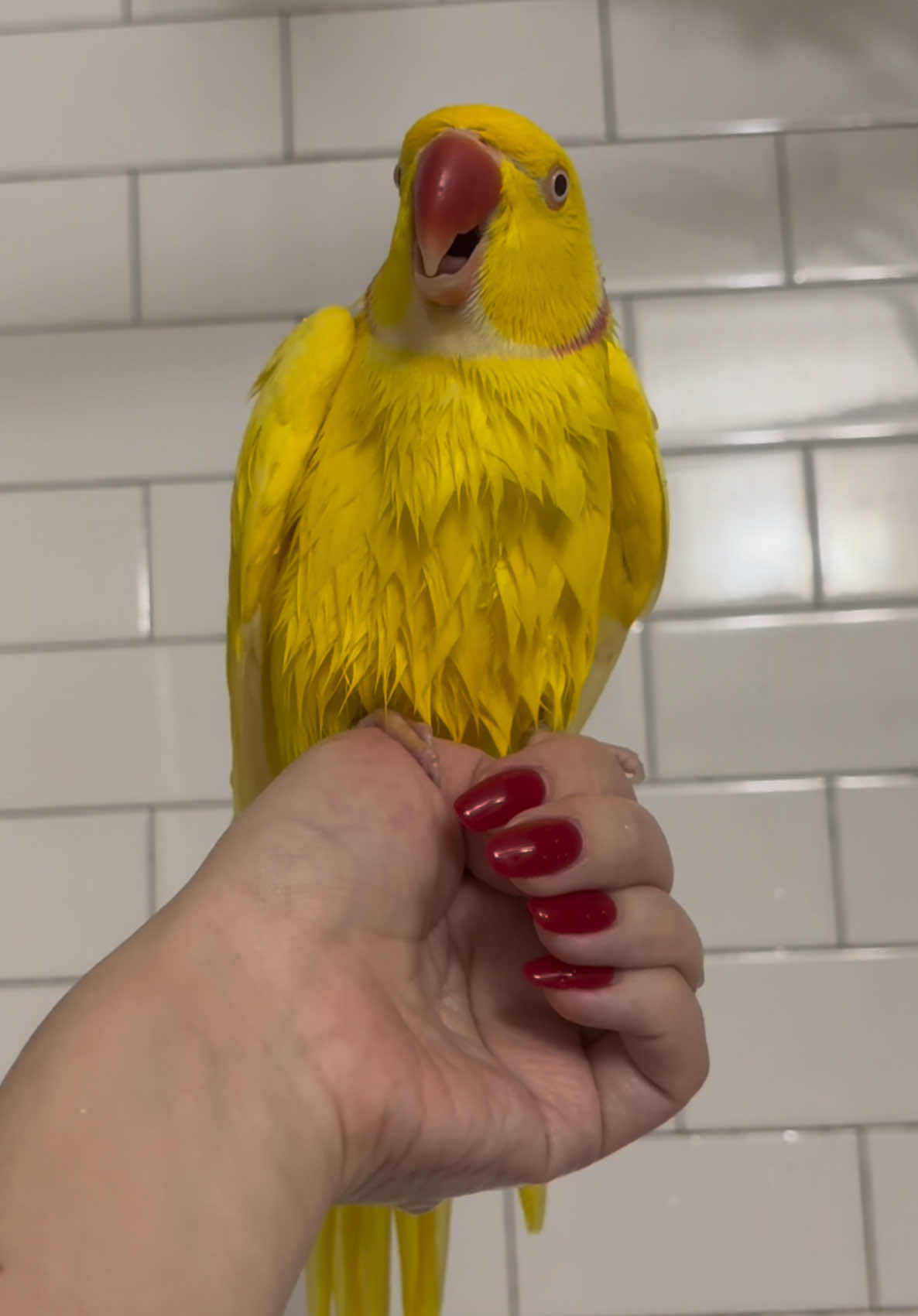 @TWINKIE 🐥