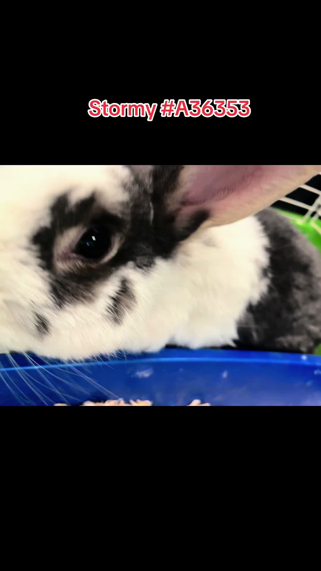 @Bunniesofeastvalley