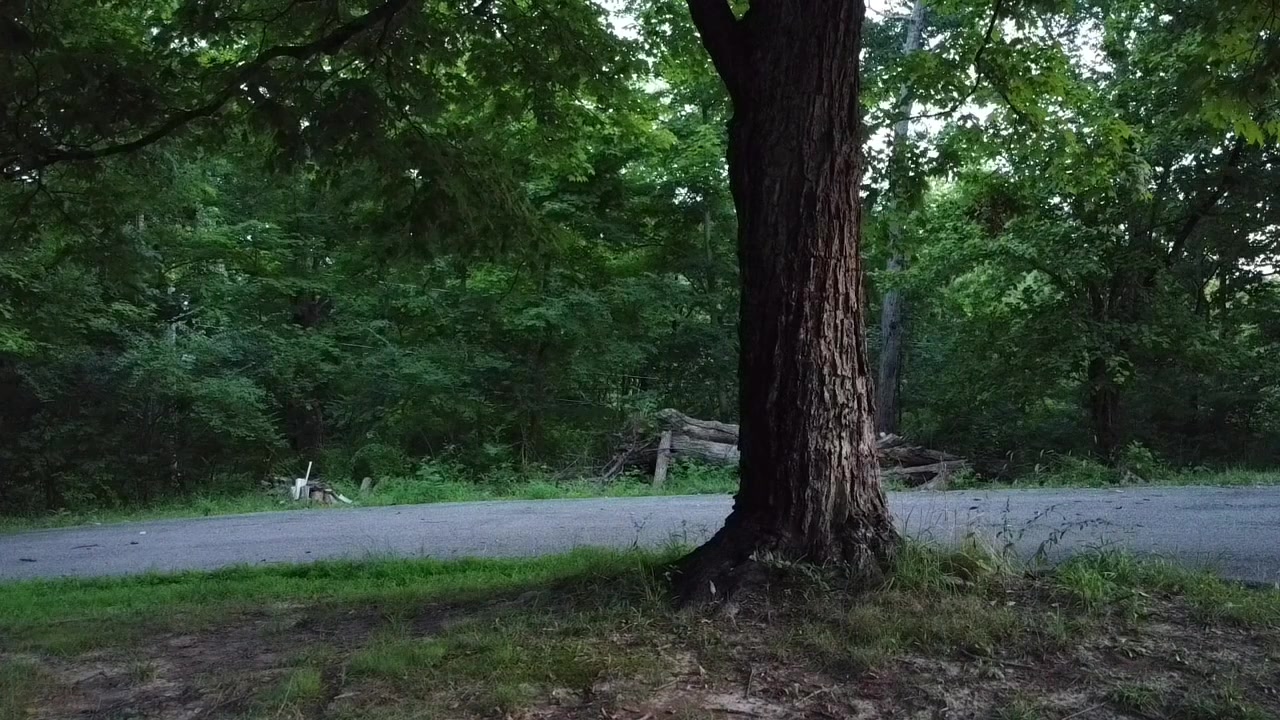 @Dodger331