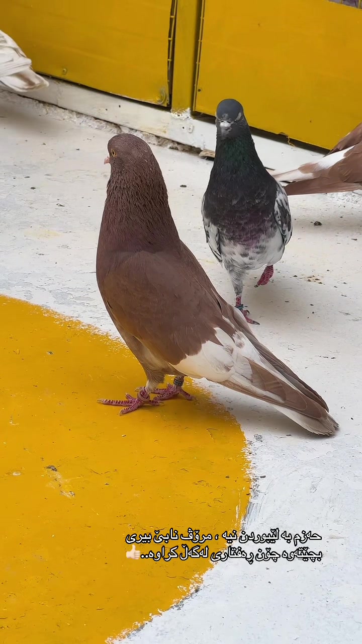 @♕𓅓𝐌𝐀𝐑𝐃𝐀𓅓♕