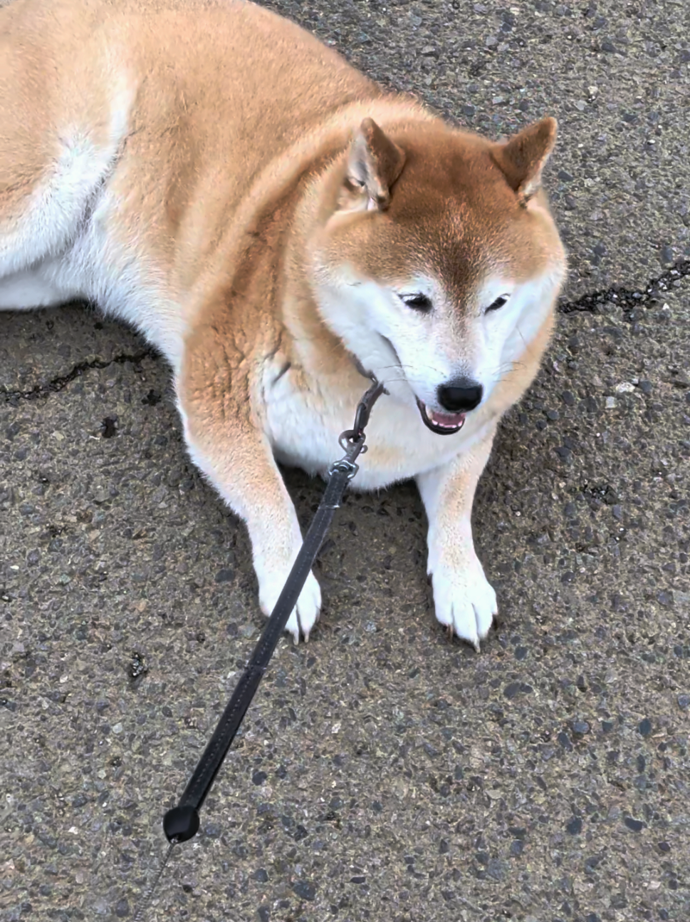 @柴犬とんこつ