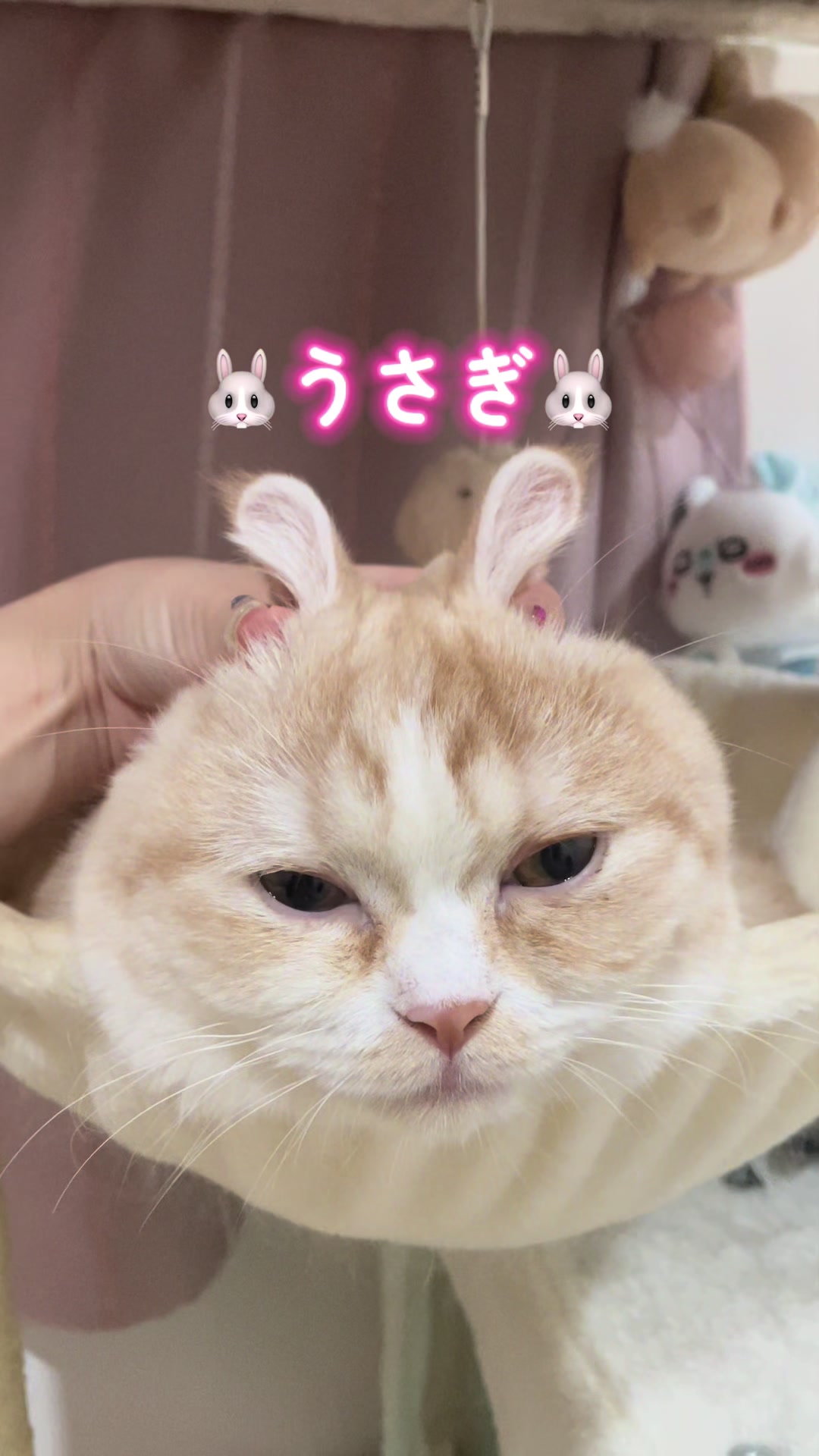 @ใปใฃใ๐๐