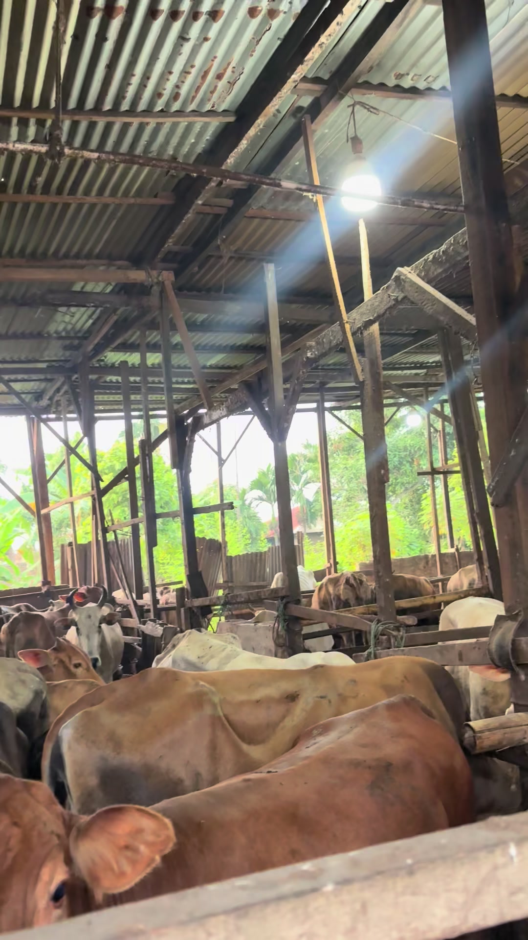 @Al-Barokah_farm