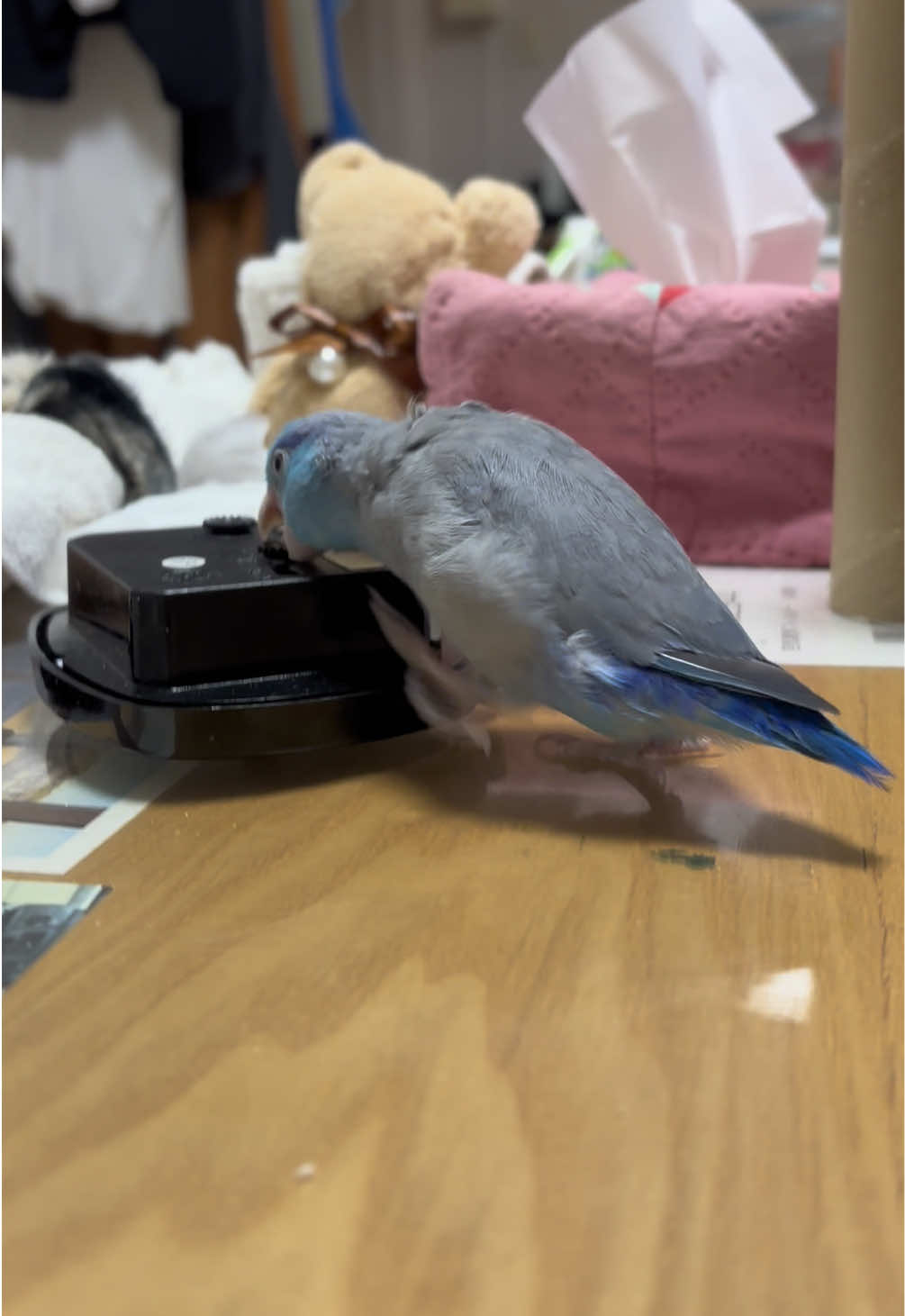 @マメルリハの葵【あおい】